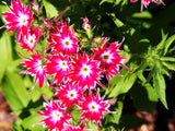 100 TWINKLE DWARF PHLOX Drummondii Cuspidata var. Stellaris Star Mix Two Tone Mixed Colors Pink Purple Red White Flower Seeds