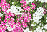 100 TWINKLE DWARF PHLOX Drummondii Cuspidata var. Stellaris Star Mix Two Tone Mixed Colors Pink Purple Red White Flower Seeds