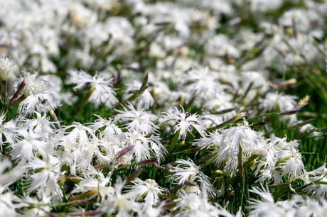 25 Dwarf LITTLE MAIDEN DIANTHUS Arenarius f. Nanus Fragrant White Flower Seeds