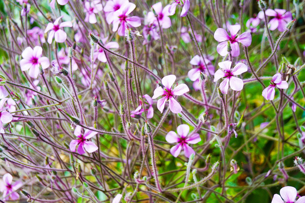 10 WHITE MADEIRA GERANIUM Maderense Cranesbill Giant Herb Robert Pink Eye Flower Seeds