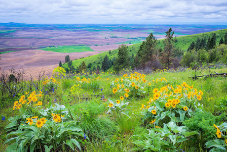 50 ARROWLEAF BALSAMROOT Oregon Sunflower Balsamorhiza Sagittata Native Huge Fragrant Flower Seeds
