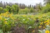 50 ARROWLEAF BALSAMROOT Oregon Sunflower Balsamorhiza Sagittata Native Huge Fragrant Flower Seeds