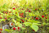 80 California WOODLAND STRAWBERRY Fragaria Vesca Bracteata Pacific Native Strawberry Red Berry Fruit White Flower Seeds