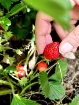 80 California WOODLAND STRAWBERRY Fragaria Vesca Bracteata Pacific Native Strawberry Red Berry Fruit White Flower Seeds