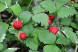 80 California WOODLAND STRAWBERRY Fragaria Vesca Bracteata Pacific Native Strawberry Red Berry Fruit White Flower Seeds