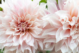 50 WATERCOLOR MIX DAHLIA Variabilis Double Bloom Mixed Colors Yellow Peach Pink Lavender Cream Orange Flower Seeds
