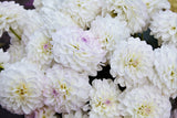 50 WATERCOLOR MIX DAHLIA Variabilis Double Bloom Mixed Colors Yellow Peach Pink Lavender Cream Orange Flower Seeds