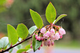 50 California EVERGREEN HUCKLEBERRY Vaccinium Ovatum Fruit aka Box Blueberry Native Pink & White Flower Blue Black Berry Shrub Seeds
