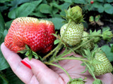 15 GIANT STRAWBERRY Fragaria spp June Bearing Huge Red Berry Fruit White Flower Seeds