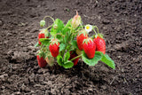 60 RUEGEN STRAWBERRY Everbearing Alpine Fragaria Vesca Red Berry Fruit White Flower Seeds