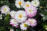 50 Unwins DWARF MIX DAHLIA Variabilis Mixed Colors Semi Double Bicolor Pink Purple Red Orange Yellow White Flower Seeds