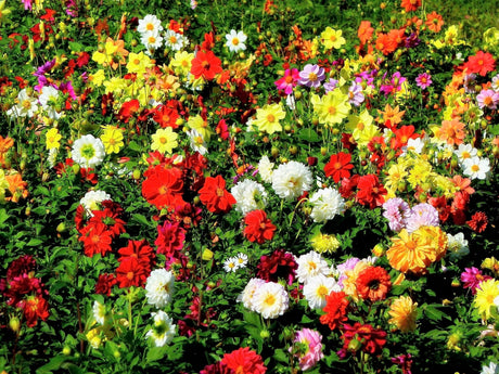 50 Unwins DWARF MIX DAHLIA Variabilis Mixed Colors Semi Double Bicolor Pink Purple Red Orange Yellow White Flower Seeds