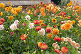 50 Unwins DWARF MIX DAHLIA Variabilis Mixed Colors Semi Double Bicolor Pink Purple Red Orange Yellow White Flower Seeds