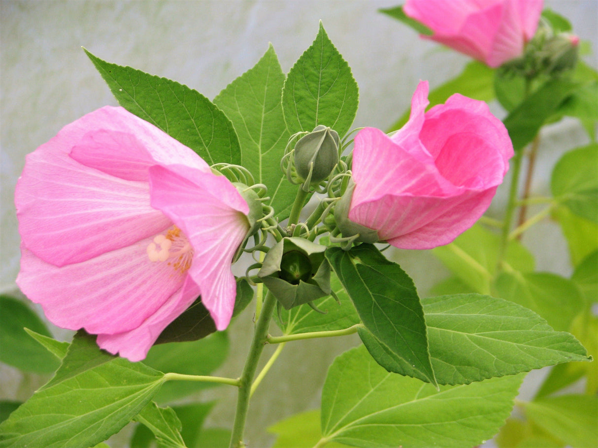 20 LIGHT PINK HIBISCUS Moscheutos var. Palustris Hardy Flower Seeds