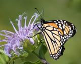 1000 WILD BERGAMOT Monarda Fistulosa aka Mintleaf Bee Balm & Oswego Tea Native Herb Purple Flower Seeds