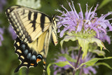 1000 WILD BERGAMOT Monarda Fistulosa aka Mintleaf Bee Balm & Oswego Tea Native Herb Purple Flower Seeds
