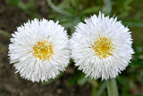 30 Double CRAZY DAISY Leucanthemum x Superbum Big 3" Frizzled White Yellow Shasta Flower Seeds