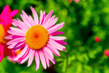 100 Rose PINK ROBINSONS DAISY Painted Chrysanthemum Coccineum Pyrethrum Flower Seeds