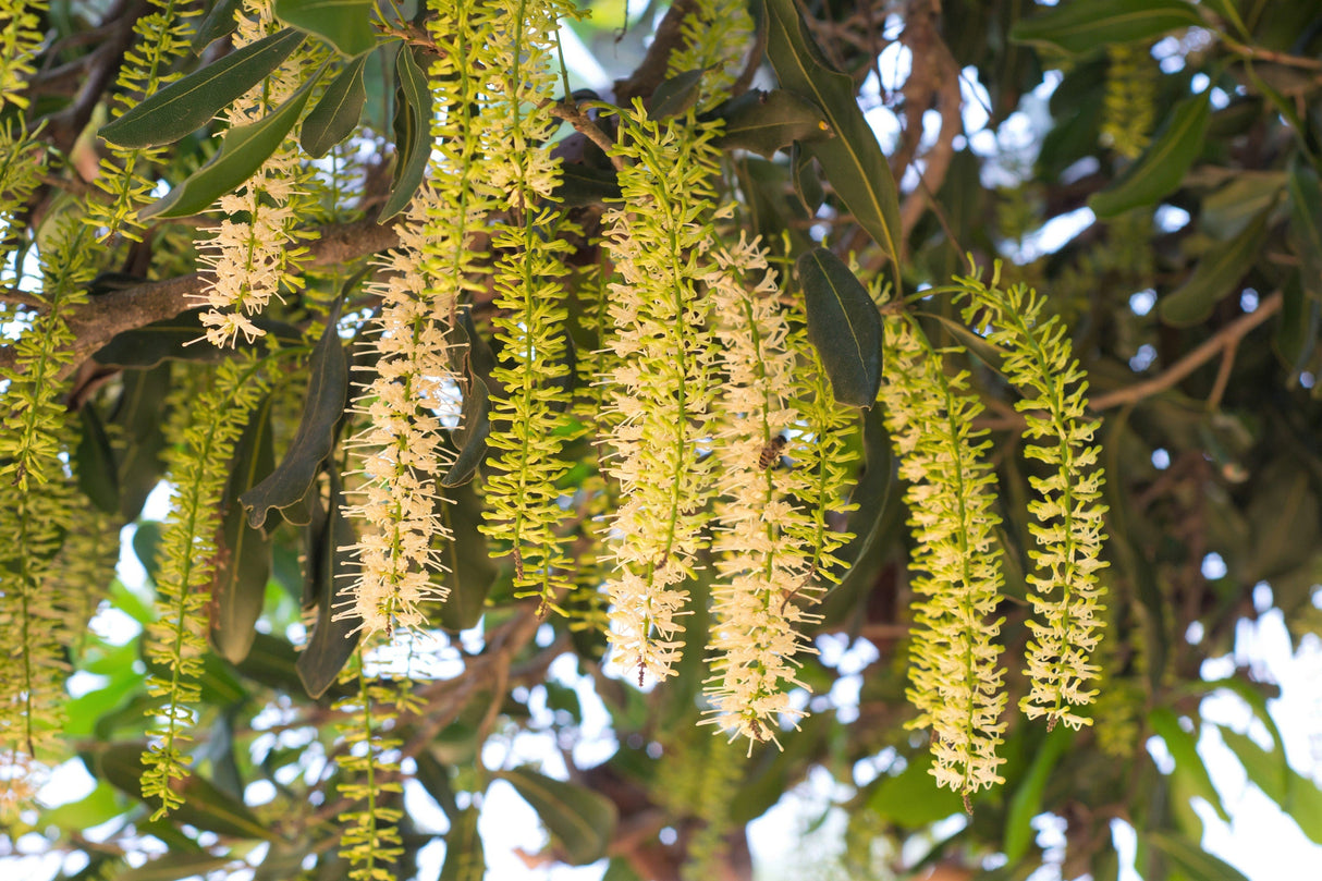5 MACADAMIA NUT Tree Macadamia Integrifolia Brown Shell Beige Nut Fruit White & Pink Flower Seeds