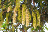 5 MACADAMIA NUT Tree Macadamia Integrifolia Brown Shell Beige Nut Fruit White & Pink Flower Seeds