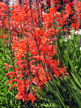 5 AFRICAN FLAG Chasmanthe Floribunda Cornflag Red Orange Hummingbird Flower Seeds