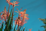 5 AFRICAN FLAG Chasmanthe Floribunda Cornflag Red Orange Hummingbird Flower Seeds