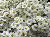 100 WHITE MEADOWSWEET Spiraea Alba Narrow Leaved Queen of the Prairie Native Flower Shrub Seeds