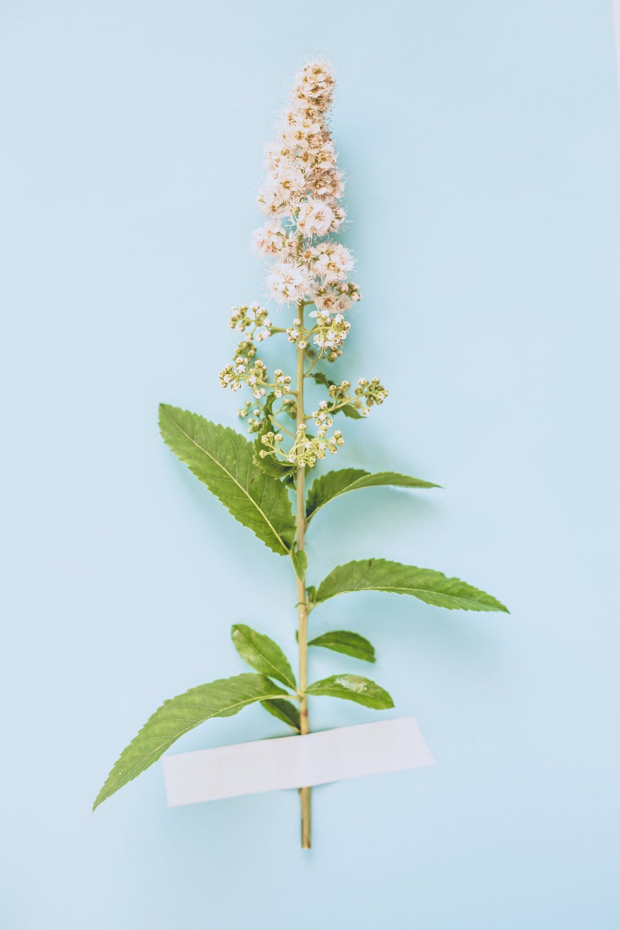 100 WHITE MEADOWSWEET Spiraea Alba Narrow Leaved Queen of the Prairie Native Flower Shrub Seeds