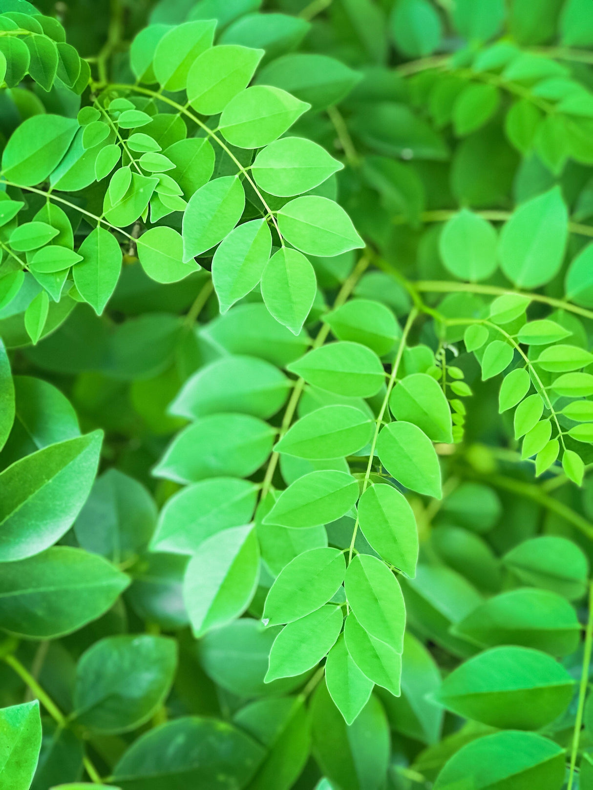 10 AMUR MAACKIA Cladrastis Amurensis Tree Ornamental White Flower Legume Seeds