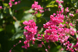 5 CORAL VINE Mexican Creeper Bee Bush Chain of Love Mountain Rose Antigonon Leptopus Bright Pink Climber Ground Cover Flower Seeds