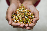 ORGANIC SPROUTING MIX - Peas, Mung & Adzuki Beans, Green, French, & Red Lentil Vegetable Sprout Seeds