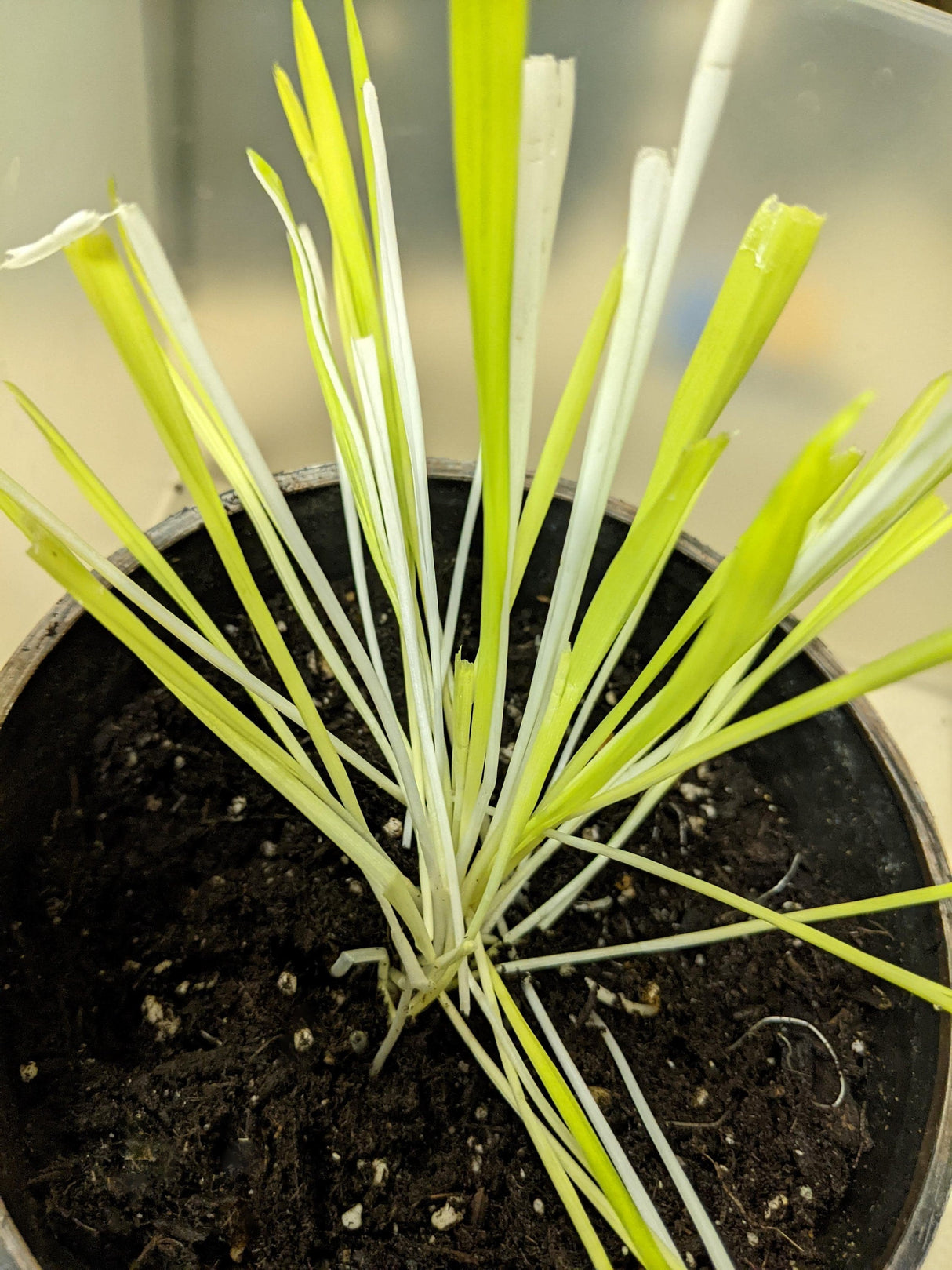 50 VARIEGATED CAT GRASS White & Green Pet Grass Catgrass Triticum Aestivum Barley Seeds