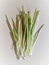 50 VARIEGATED CAT GRASS White & Green Pet Grass Catgrass Triticum Aestivum Barley Seeds