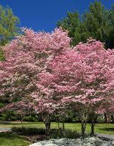 5 PINK FLOWERING DOGWOOD Tree Cornus Florida Rubra Native Ornamental Tree Seeds