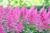 50 MIXED Colors ASTILBE BUNTER Astilbe Simplicifolia Shade Red White Purple Pink Flower Seeds