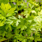 Organic Parsley, Italian