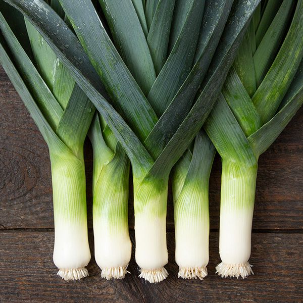 Tadorna Leek