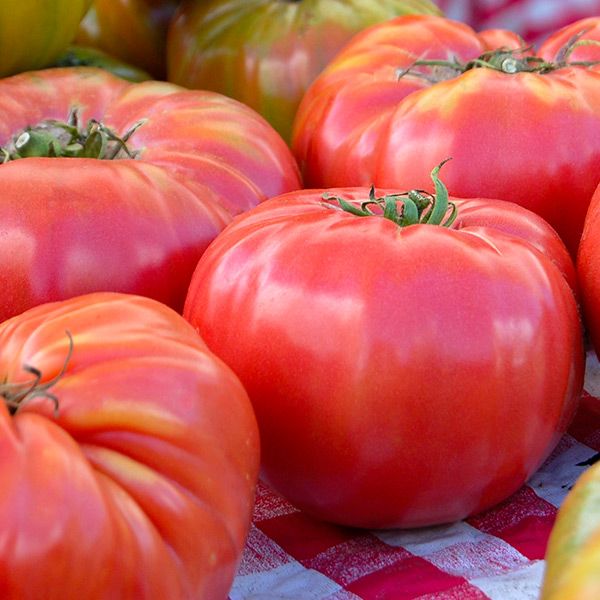 Brandywine Tomato