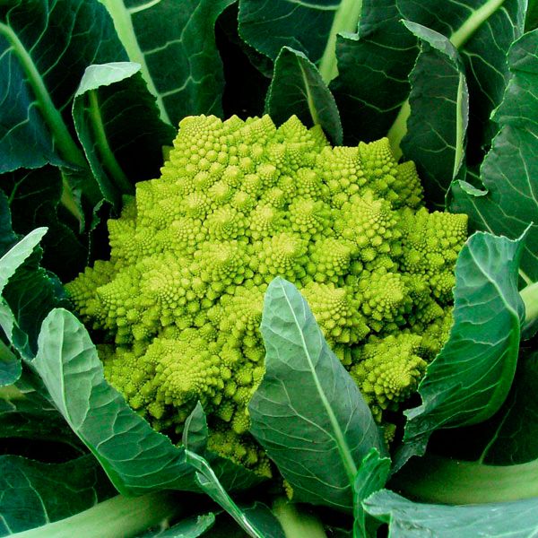 Veronica F1 Romanesco