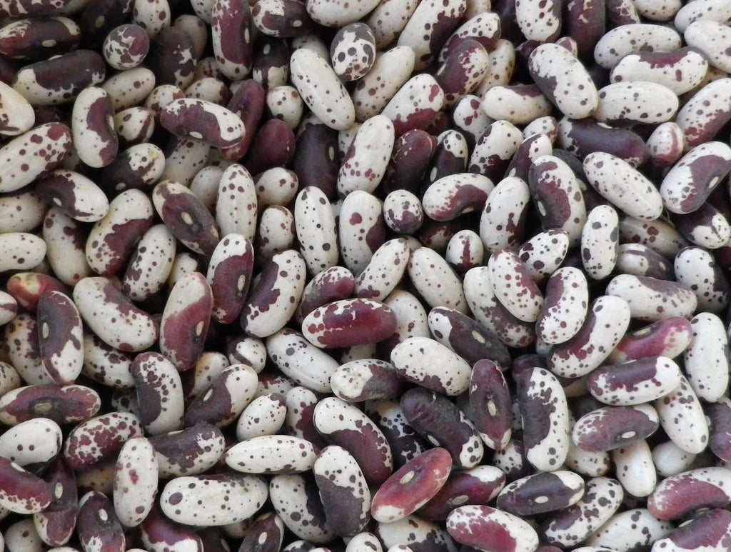 Jacob's Cattle (Trout) Bean