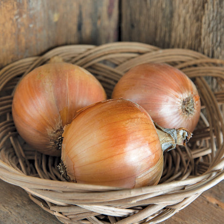 Cortland Onion Seeds (Organic)