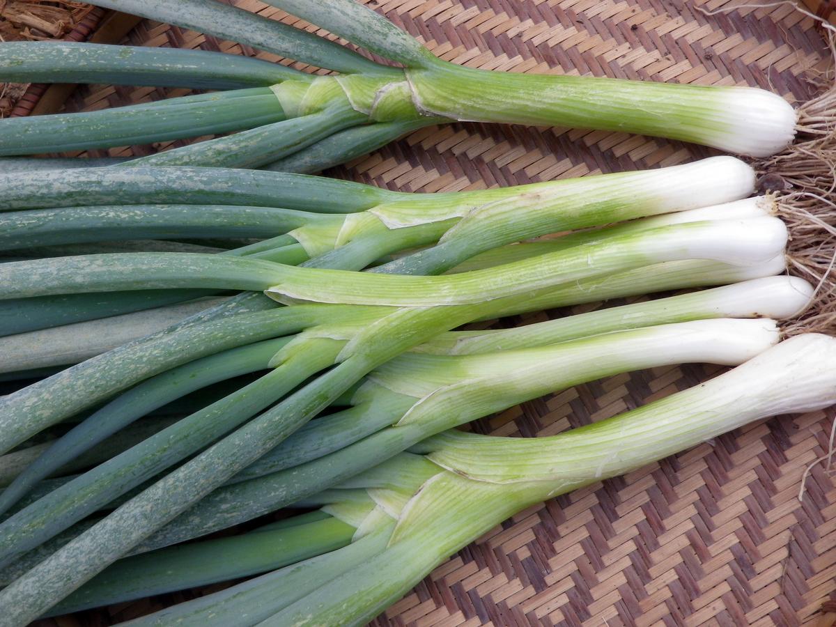 Tokyo Long White Bunching Onion