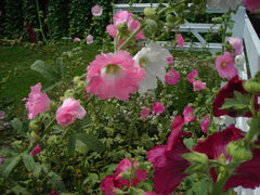 Outhouse Hollyhock