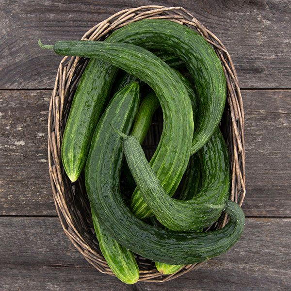 Suyo Long Cucumber