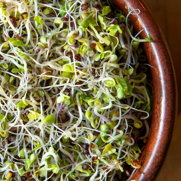 Kale Sprouting