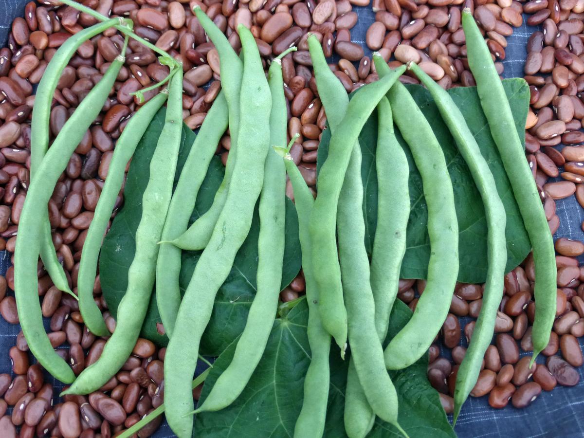 Kentucky Wonder (Old Homestead) Pole Snap Bean