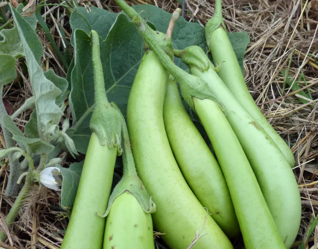 Louisiana Long Green (Green Banana) Eggplant