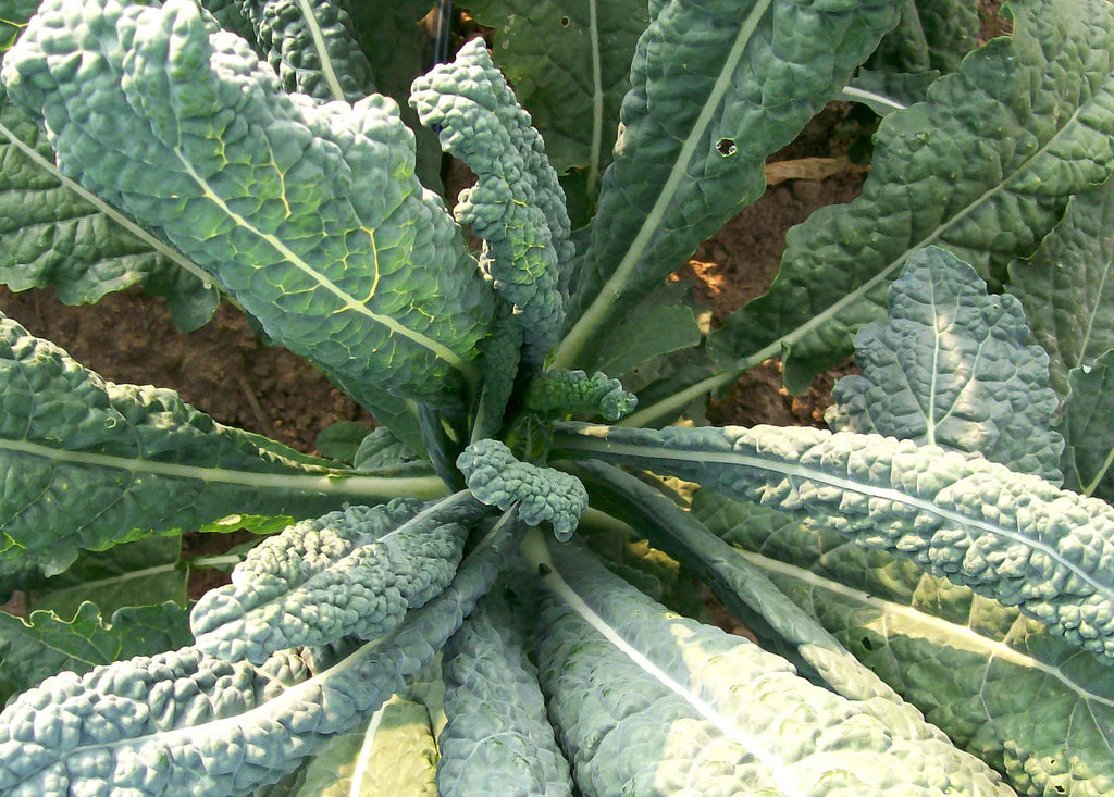 Lacinato (Dinosaur) Kale