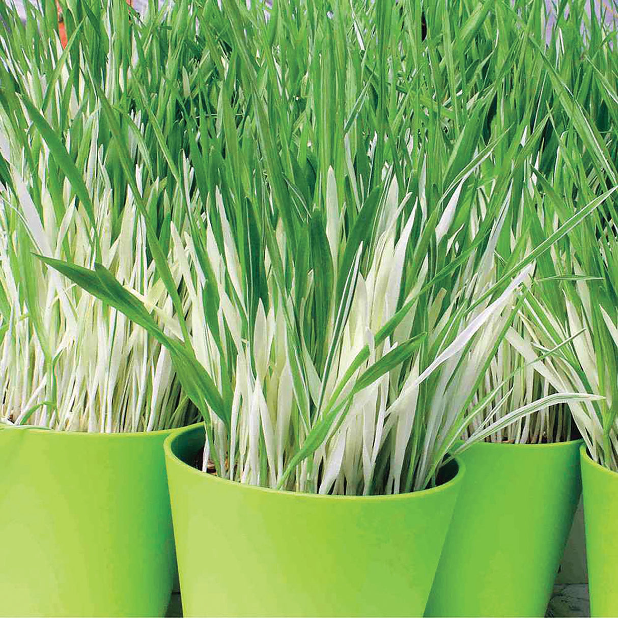 Variegated Cat Grass