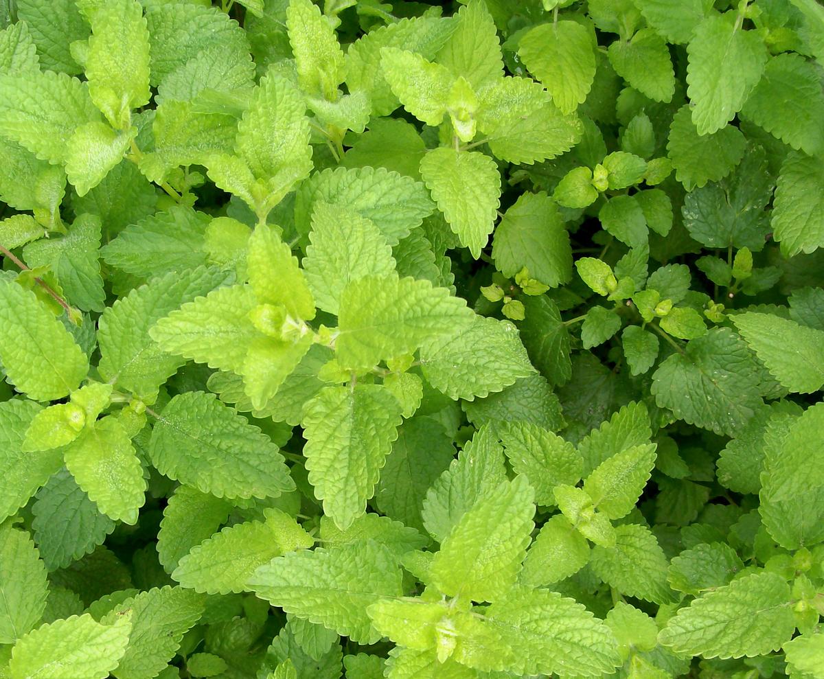 Lemon Balm